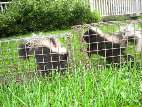removing skunks by suburban wildlife control